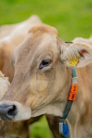 Foto de La vaca está mirando la cámara. Cara de vacas de cerca. Ganado lechero en pastos en la colina en el campo. Ganado Raza pastos en el campo de hierba. Brangus Ganado en pastos naturales. Vaca de pastos - Imagen libre de derechos