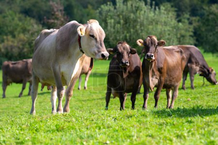 Foto de Las vacas pastan en un día de verano en un prado en Suiza. Vacas pastando en tierras de cultivo. Pastos de ganado en un campo verde. Vacas en un campo en una granja de ganado ecológico. Rebaño de vacas - Imagen libre de derechos