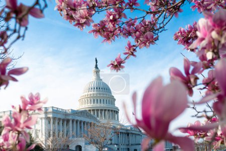 Kapitol-Gebäude im blühenden Baum. Spring Capitol hill, Washington DC. Kapitolskuppel im Frühling. Gebäude der US-Hauptstadt im Frühling. Kongress während der Kirschblütensaison im Frühling