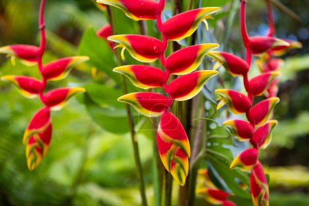 Red tropical flower and green background. Heliconia rostrata, the hanging lobster claw or false bird of paradise