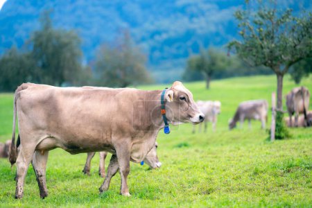 Foto de Las vacas pastan en un día de verano en un prado en Suiza. Vacas pastando en tierras de cultivo. Pastos de ganado en un campo verde. Vacas en un campo en una granja de ganado ecológico. Leche orgánica de vaca de campo de hierba. Suiza - Imagen libre de derechos