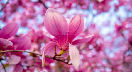 Foto de Flor magnolia flor. Flores de magnolia. Fondo de primavera - Imagen libre de derechos