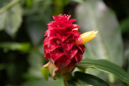 Modèle de fleur tropicale, fond de fleurs tropicales. Gingembre rouge hawaïen Alpinia purpurata situé à Jakarta, en Indonésie ou à Hawaï. Gingembre rouge plantes