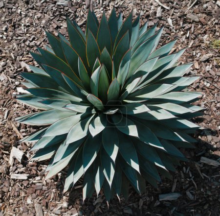 Foto de Verde agave. Fondo de cactus, diseño de cactus o patrón de cactaceae - Imagen libre de derechos