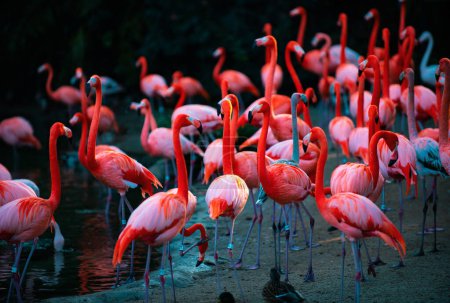 Schöne Flamingos, die im Wasser mit grünen Gräsern im Hintergrund spazieren gehen. Amerikanischer Flamingo spaziert in einem Teich