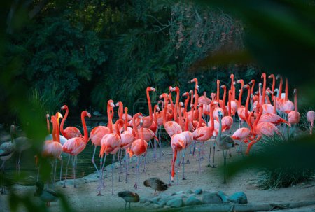Photo for Beautiful pink flamingo. Flock of Pink flamingos in a pond. Flamingos or flamingoes are a type of wading bird in the genus Phoenicopterus - Royalty Free Image