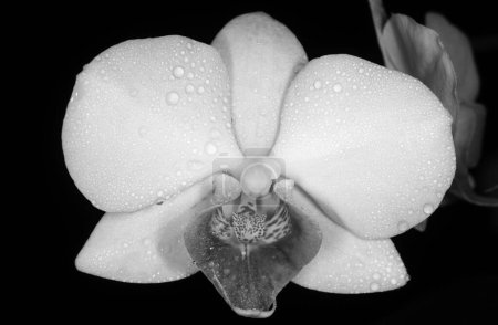 Foto de Rama de orquídeas, fondo floral. Flor de orquídea púrpura phalaenopsis, falah - Imagen libre de derechos