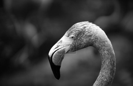 Téléchargez les photos : Close up portrait of Flamingo in nature. Phoenicopterus ruber in close contact with the female. Beauty Flamingos - en image libre de droit
