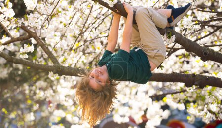 Foto de Niño trepando árbol de flor de cerezo al revés. Niño entre ramas de árbol de primavera en flor. Linda cara de niños rodeada de flores de primavera - Imagen libre de derechos