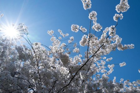 Téléchargez les photos : Le fond du cerisier en fleurs. Le printemps blanc fleurit l'arbre fruitier en fleurs. Des grappes de cerisiers blancs fleurissent sur le ciel bleu. Le jour du printemps. Printemps nature - en image libre de droit