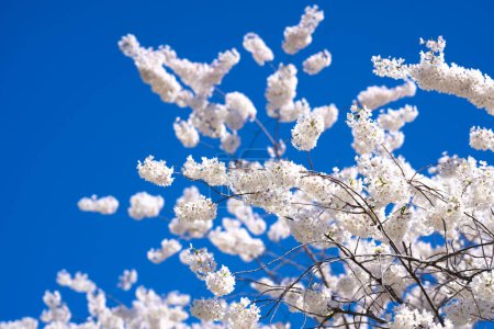 Photo for A blooming branch of cherry blossom tree in spring - Royalty Free Image