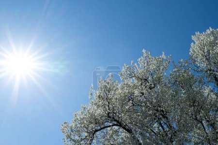 Téléchargez les photos : Fond printanier. Des cerisiers blancs fleurissent contre un ciel bleu. Fond de Pâques. Fleur blanche arbre. - en image libre de droit