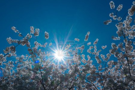 Téléchargez les photos : La fleur de poire. Les cerisiers fleurissent. Prunier blanc et rose fleurit au début du printemps, fond de fleurs de la nature. Branche printanière couverte de fleurs blanches. Branche de floraison pour fond de conception de printemps - en image libre de droit