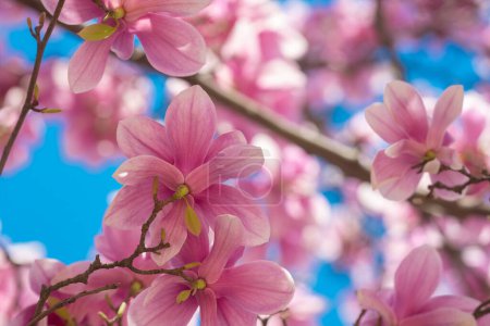 Foto de Flor magnolia flor. Flor de árbol de magnolia con cielo colorido sobre fondo - Imagen libre de derechos
