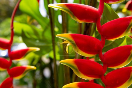 Lobster claw, Heliconia Rostrata flower.