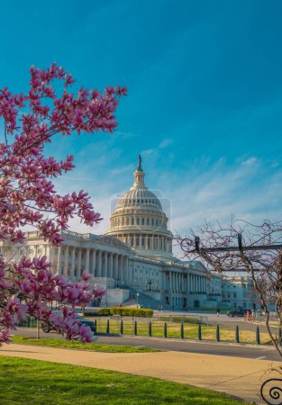 The capitol, american spring, spring in congress. Blossom spring in Washington DC. Capitol building at spring. USA Congress, Washington D.C