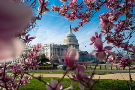 Foto de El Capitolio, primavera americana, primavera en el congreso. Primavera de flores en Washington DC. Capitolio en primavera. Congreso de Estados Unidos, Washington D.C. - Imagen libre de derechos