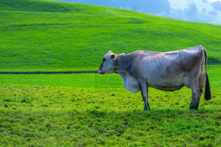 Foto de Vacas en un campo de montaña. Vaca en los Alpes. Vaca marrón frente al paisaje montañoso. Ganado en un pasto de montaña. Ubicación del pueblo, Suiza. Vaca en el prado alpino. Vaca pastando en el prado - Imagen libre de derechos