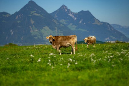Téléchargez les photos : Vaches sur un pâturage dans les Alpes. Vaches mangeant de l'herbe. Vaches dans un champ herbeux. Vaches laitières dans les pâturages agricoles. Pâturage de vaches brunes sur prairie herbeuse près de la montagne. Vache en pâturage sur prairie alpine en Suisse - en image libre de droit