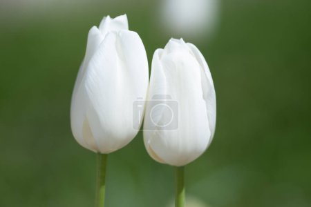 White tender tulipin the spring garden. Beautiful blooming flowers in the spring park. Select focus. Tender Spring background. Tulips, Tulipa. Blossom garden in April. Tenderness blossom nature