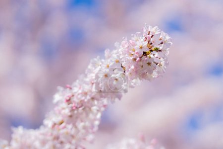 Photo for Spring Blossom tree branch with white flowers. Spring flowers. White flowers the fruit tree. The sakura. Cherry blossom trees in bloom. Close up photo of white spring flowers on blue sky background - Royalty Free Image