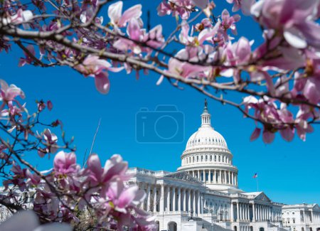 Foto de Primavera de flores en Washington DC. Capitolio en primavera. Congreso de Estados Unidos, Washington D.C. - Imagen libre de derechos