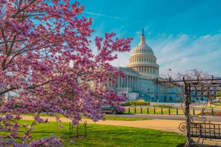 Téléchargez les photos : Capitol building at spring blossom magnolia tree, Washington DC. États-Unis Capitol photos extérieures. Capitole au printemps. Architecture du Capitole. La cerise rose fleurit à Washington DC. Congrès Blossom - en image libre de droit