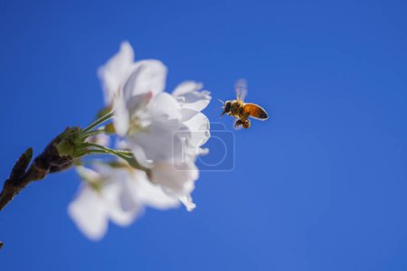 Photo for Flying honey bee collecting pollen at white flower. Bee flying over the spring flower on blue sky background. Abstract spring seasonal background with white flowers. Easter background with copy space - Royalty Free Image