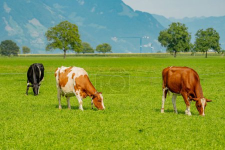 Foto de Vaca en un campo verde junto al agua en Suecia. Ganado pastando en un campo. Vacas sobre hierba verde en un prado, pastos. Vacas de ganado pastando en tierras de cultivo. Vacas marrones pastando en prado herboso - Imagen libre de derechos