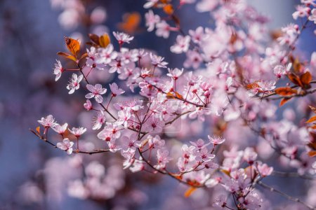 Photo for Spring day. Spring nature. Branches of blossoming cherry with soft focus on light blue sky background in sunlight. Beautiful floral image of spring nature. White flowers the fruit tree - Royalty Free Image