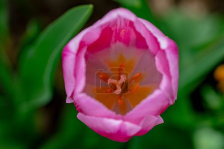 Tulipes dans un champ de tulipes dynamique aux Pays-Bas. Floraison printemps fleurs tulipes à la lumière du soleil. Les tulipes fleurissent belle dans la plante de jardin. Belles fleurs de tulipe fond de printemps
