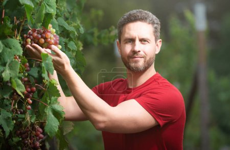 Weinbauer beim Traubenschneiden. Mann pflückt Weintrauben an Weinreben im Weinberg. Weinlese. Felder Weinberge reifen Trauben für Wein