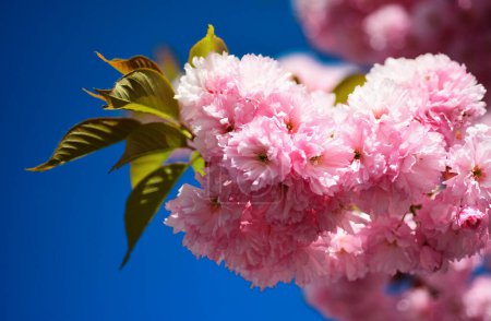 Téléchargez les photos : La fleur de cerisier. Contexte printanier. Belles fleurs de jardin. Cerisier de Sacura. Au printemps. Fleurs printanières avec fond bleu et nuages - en image libre de droit