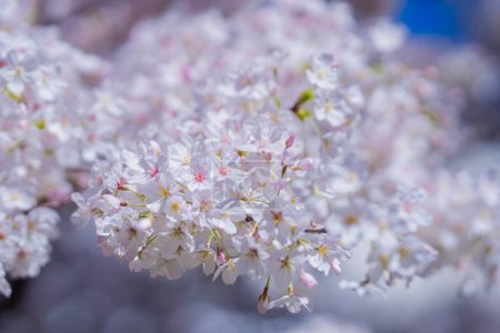 Téléchargez les photos : Branche fleurie avec des fleurs blanches de cerisier sur fond de ciel bleu printemps. Bannière de printemps. Conception pour le jour de Pâques. Beauté printemps journée ensoleillée - en image libre de droit