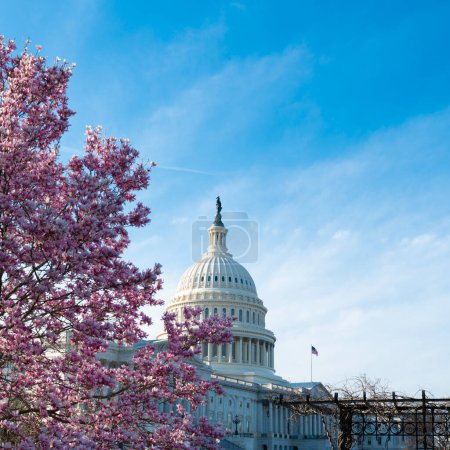Kapitol-Gebäude im blühenden Baum. Spring Capitol hill, Washington DC. Kapitolskuppel im Frühling. Gebäude der US-Hauptstadt im Frühling. Kongress während der Kirschblütensaison im Frühling