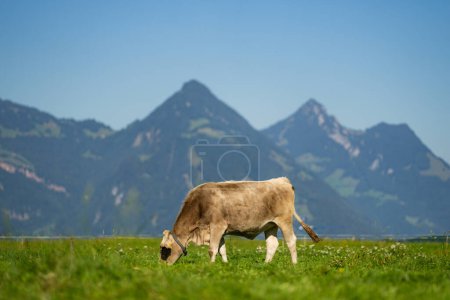 Photo for Cow in a green field by the water in Sweden. Cattle grazing in a field. Cows on green grass in a meadow, pasture. Cattle cows grazing on farmland. Brown cows grazing in grassy meadow - Royalty Free Image