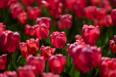 Foto de Tulipanes rojos. Increíbles flores de tulipán escarlata carmesí brillante que florecen en el jardín en el soleado día de primavera. Marrón Rojo, tulipanes de rubí en el parque. Paisaje primavera. Campo de tulipanes. Flores de primavera - Imagen libre de derechos