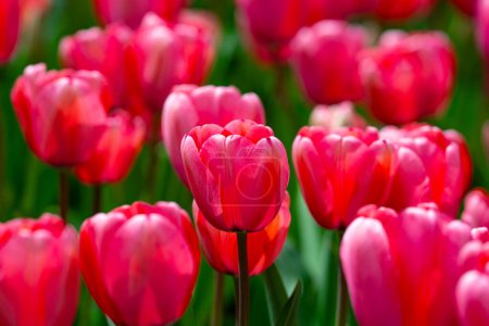 Flor de primavera en el campo de tulipanes. Coloridos tulipanes vívidos en el parque. Fondo flores de tulipán. Hermosos tulipanes rojos de flores en el paisaje de luz solar en primavera o verano. Increíble naturaleza primaveral. Flores de tulipanes