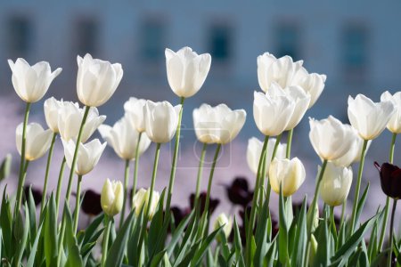 Téléchargez les photos : Jardin de printemps. Belles fleurs de tulipes sur la nature printanière. Gros plan de tulipes roses étroitement groupées. Champ tulipe. Tulipe de printemps. Fleurs de tulipes rouges dans le jardin de printemps - en image libre de droit
