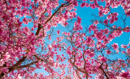 Foto de Patrón de primavera con brunch de flores de Magnolia. Flor de magnolia. Flor de magnolia rosa sobre el fondo del cielo. Magnolia en jardín de primavera - Imagen libre de derechos
