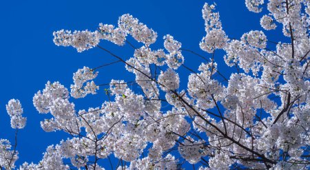 Téléchargez les photos : Branche d'arbre en fleurs avec des fleurs blanches. Fond printanier. Les branches fleuries des arbres fleurs blanches et fond bleu ciel, fermer. Fleur de cerisier, jardin de sakura, verger de printemps, journée ensoleillée de printemps - en image libre de droit