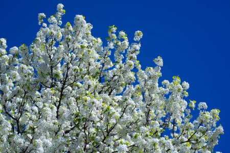Foto de El primer plano de las flores blancas del árbol de flores de un peral en primavera. Árboles de flor blanca, primavera de la naturaleza. Fondo estacional de primavera abstracto con flores blancas. Fondo de Pascua con espacio de copia - Imagen libre de derechos
