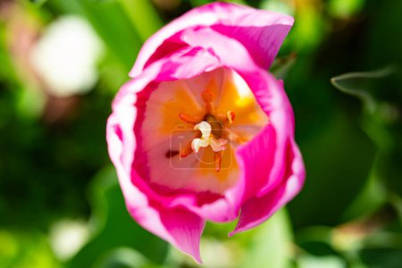 This is a tulip. The Spring flower