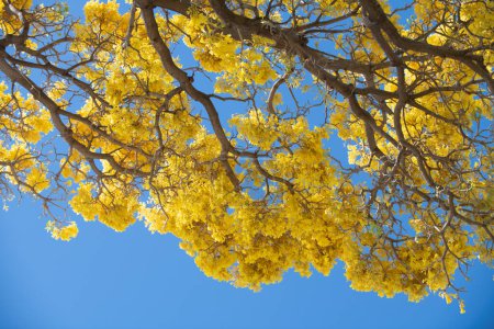 Téléchargez les photos : Fleurs jaunes sur fond bleu ciel. Floraison printanière, branche d'un arbre en fleurs. Floraison printemps saison - en image libre de droit