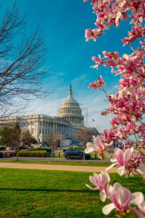 Blossom spring in Washington DC. Capitol building at spring. USA Congress, Washington D.C