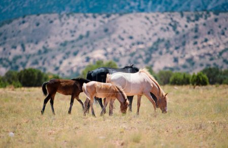 Téléchargez les photos : Les chevaux sauvages. Un troupeau de chevaux dans les montagnes - en image libre de droit