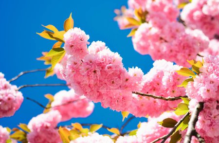 Photo for Branches of blossoming apricot macro with soft focus on sky background. Cherry blossom. Spring flowers background. Sacura cherry-tree. Sakura Festival - Royalty Free Image