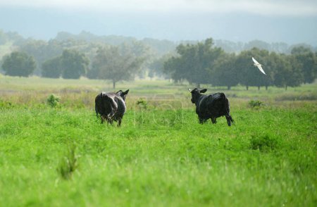Photo for Rural cows graze on a green meadow. Rural life - Royalty Free Image