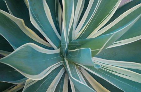 Agave. Fondo de cactus, diseño de cactus o patrón de cactaceae