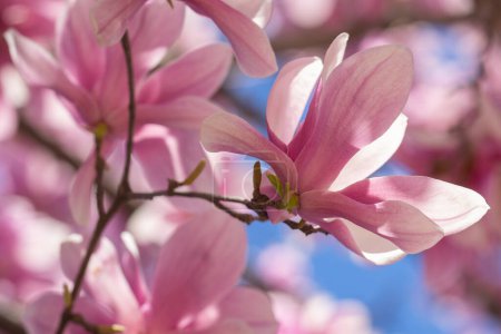 Foto de Flor de magnolia. Flor de magnolia rosa sobre el fondo del cielo. Magnolia en jardín de primavera - Imagen libre de derechos